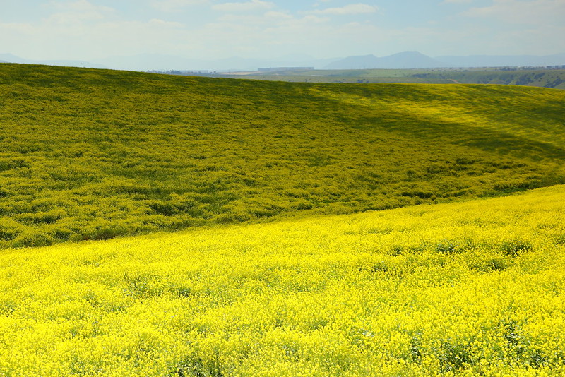 IMG_0067 Field of Mustard in Chula Vista, CA