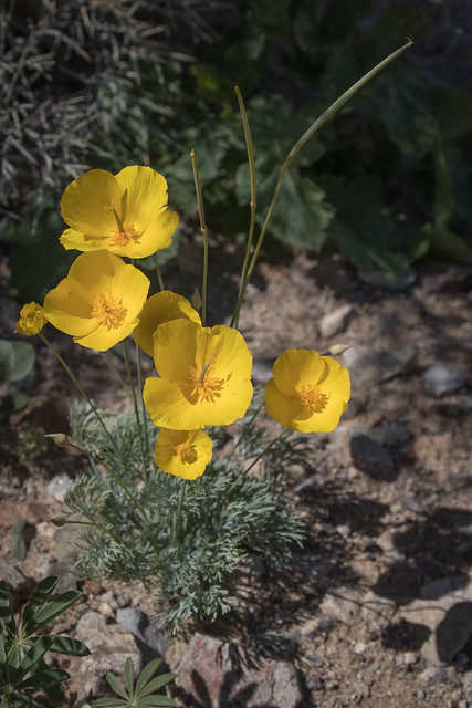 Mojave Poppy (Eschscholzia glyptosperma)