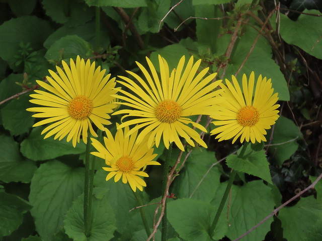 Leopard's Bane yellow flowers at Upton House and Gardens