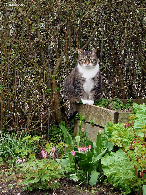 Bastian in spring
