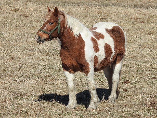 A female american paint horse in Fitzroy Harbour (Ottawa), Ontario