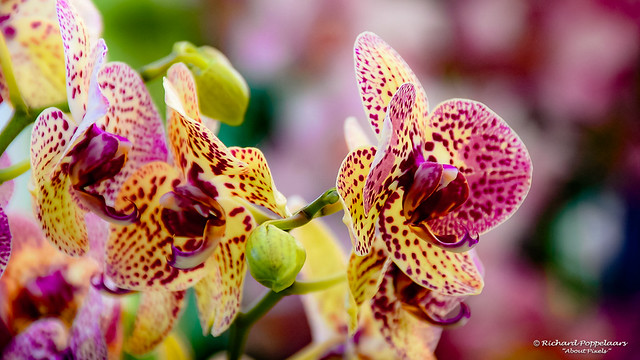 The immaculate beauty of orchids - Keukenhof (Lisse/NL)