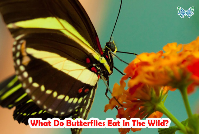 What Do Butterflies Eat In The Wild