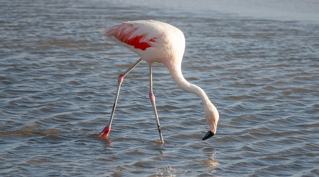 Chilean flamingo, Laguna Chaxa, Salar de Atacama