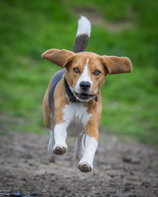 Tipsy (Beagle)