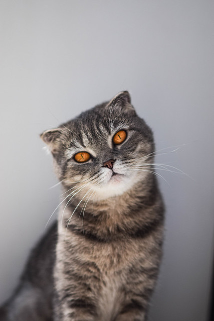 Portrait photo of an animal. British cat posing 📷 🐱