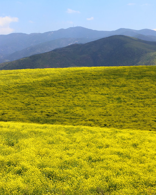 IMG_4333 Field of Mustard in Chula Vista, CA