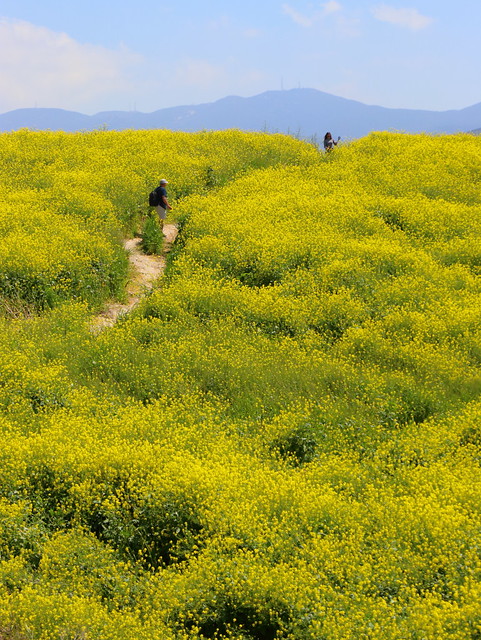IMG_4294 Field of Mustard in Chula Vista, CA