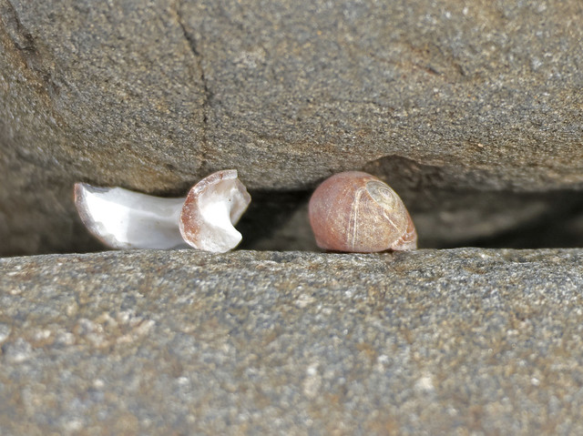 Wedged Sea Snail (Periwinkle!)