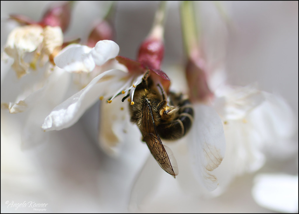 Bee-autiful Bee...