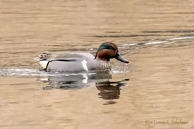 Oakland Lake: Green-winged Teal (3950)