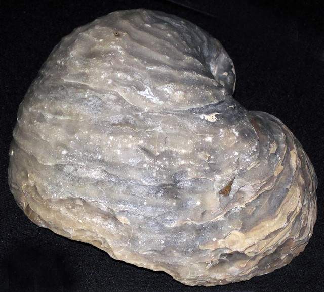 Exogyra sp. (fossil oyster shell) (Navesink Marl, Upper Cretaceous, ~68 Ma; Wilmington, Delaware, USA) 1