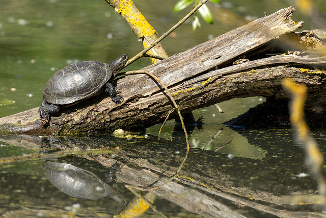 European Pond Turtle (Emys orbicularis). Punte Alberete, Emilia Romagna, Italy