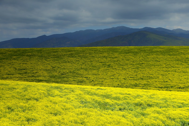 IMG_0232 Field of Mustard in Chula Vista, CA