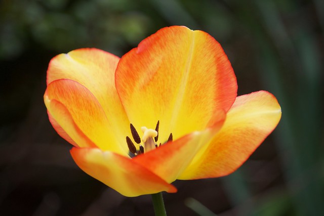 Tulip Yellow Orange half center