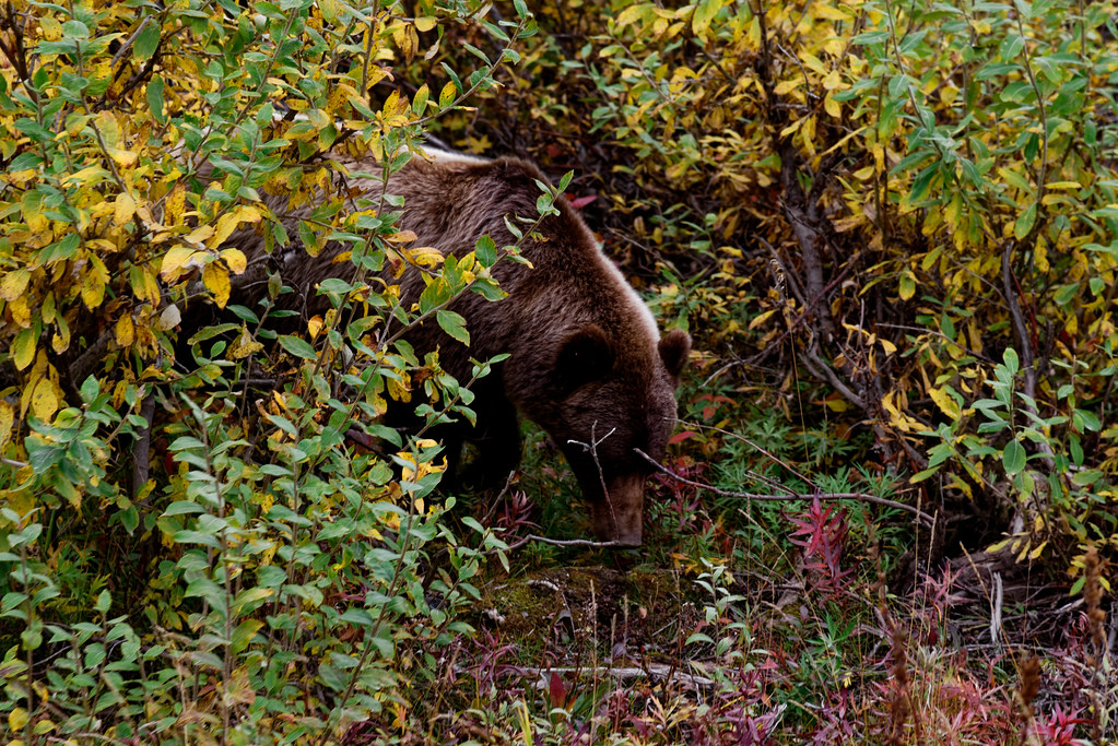Brown Bear Hidden in Some Nearby Brush and Trees (Denali National Park & Preserve)