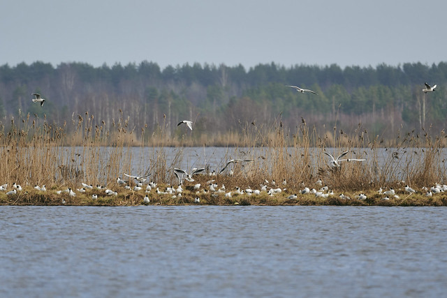 Seagulls nesting in the swamp