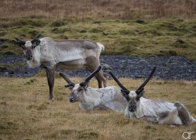 Three Reindeer