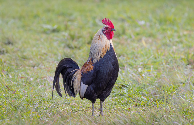 Feral chicken on Kauai