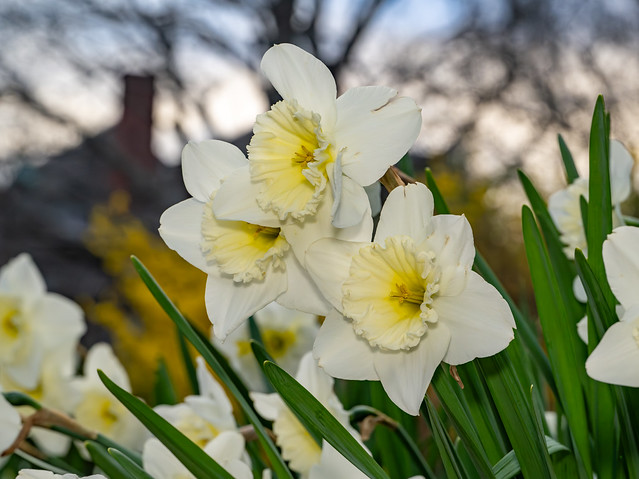 Streetside daffodils