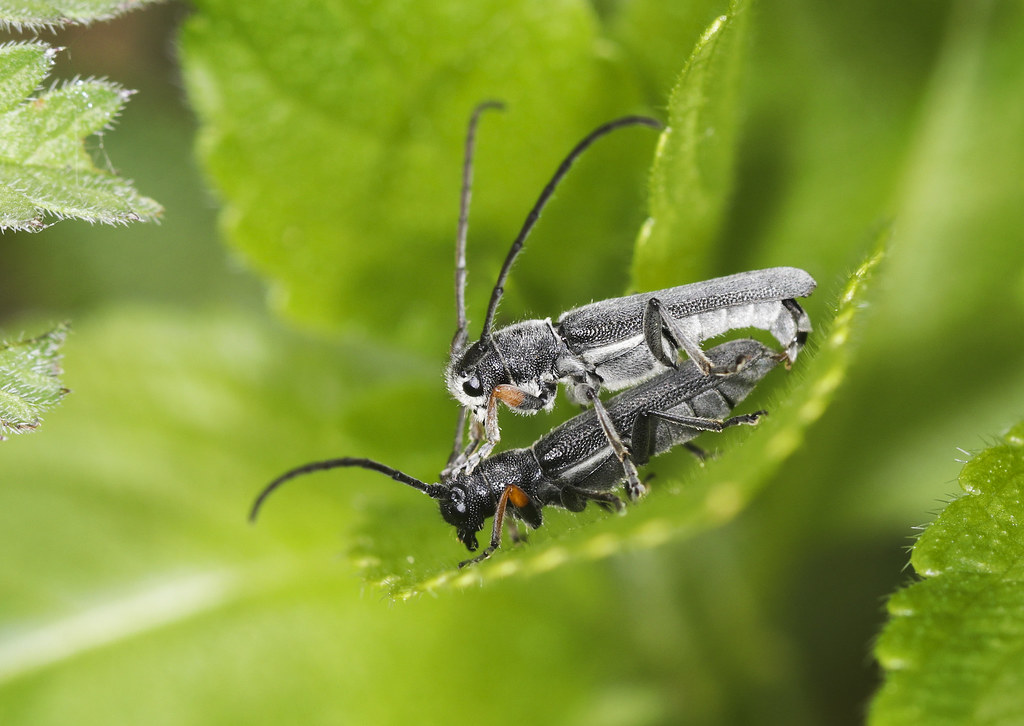 Mating Longhorn Beetles - Phytoecia cylindrica