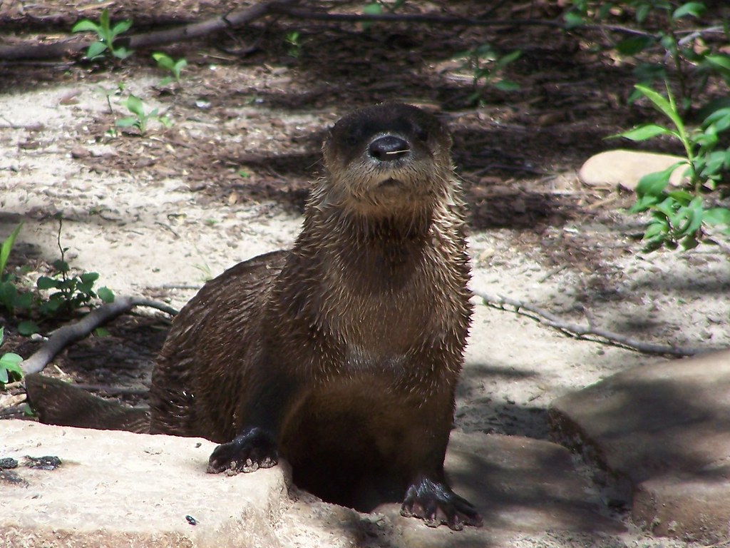 Otter Area_SeaWorld_San Antonio