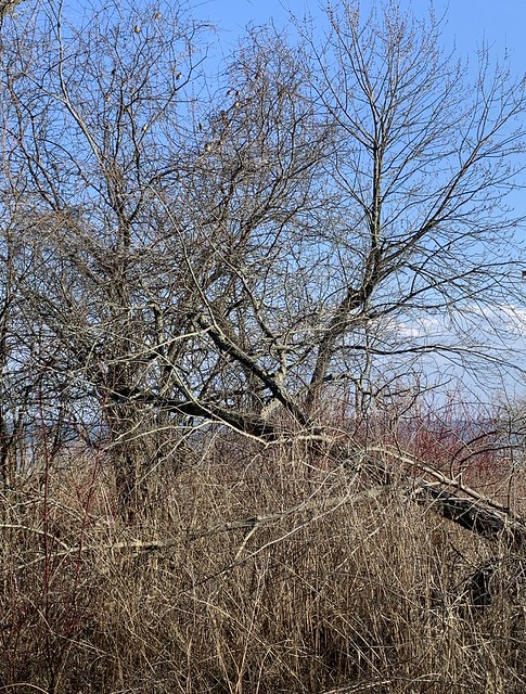“large trees full of beautiful Cedar waxwing birds and Dogwood on the shore of Lake Ontario at the waterfront trail in Squires beach this summer , Martins photographs , Ajax , Ontario , Canada , April 14. 2024”