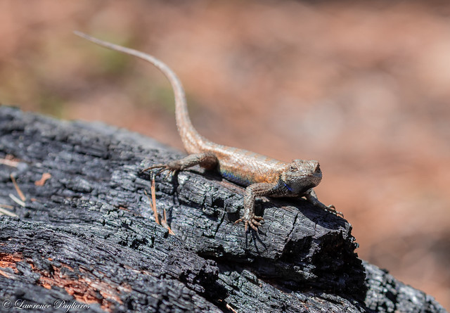 Male eastern fence lizard - New Jersey Pinelands, New Jersey