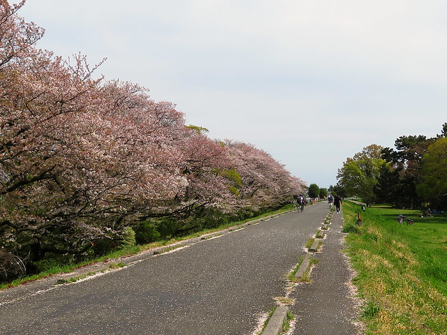 Sakura along the Tama river.