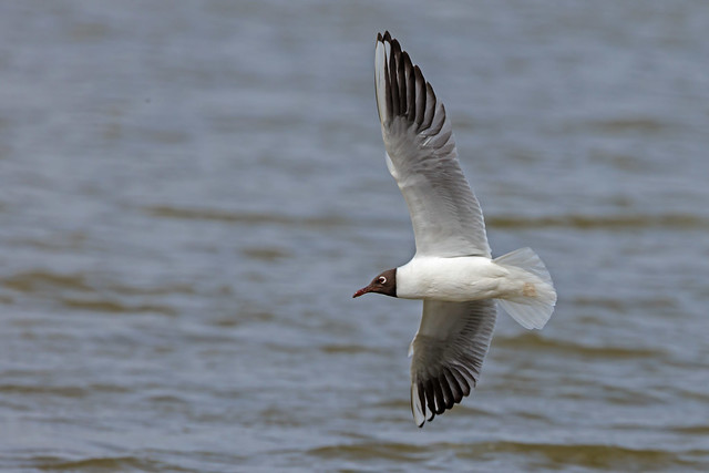 Black Headed Gull Frampton RSPB Lincolnshire England April 2024