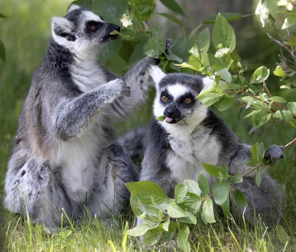 Sibling Lemurs