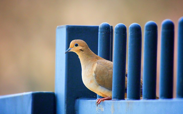 Dove on the Gate