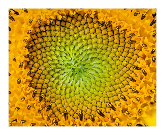 _8538565_sunflower