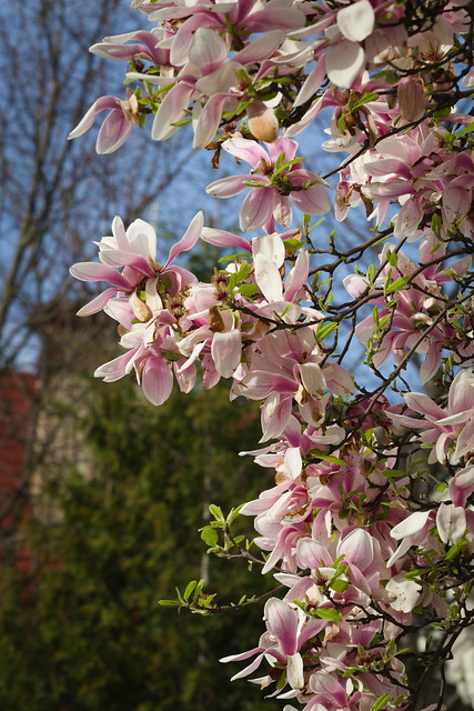 Wrocław, magnolia