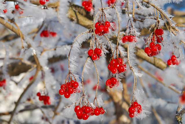 Red berries covered with ice