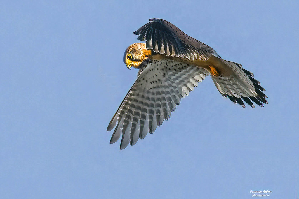 Faucon crécerelle femelle (Falco tinnunculus) Kestrel