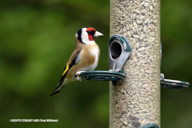 Male Goldfinch (Carduelis carduelis)  -  (Published by GETTY IMAGES)