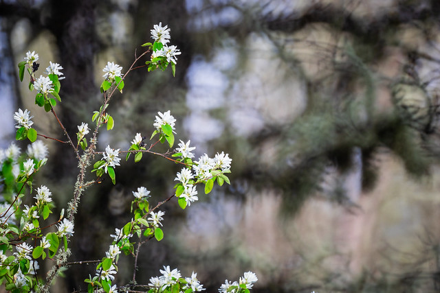 Flowering tree, mirror lens