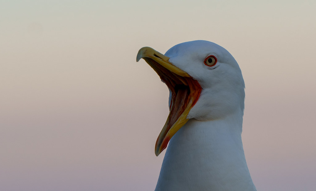 yelling seagull