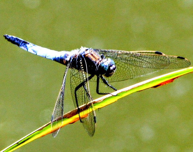 Dragonfly , Libelle