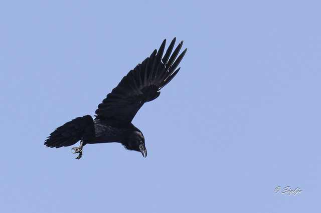 Hrafn / Common Raven