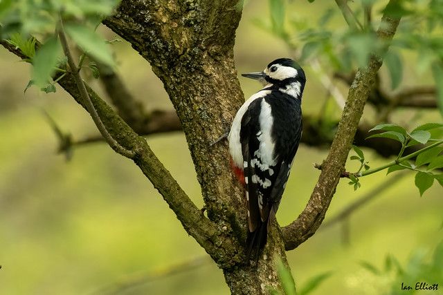 GREAT SPOTTED WOODPECKER (1)