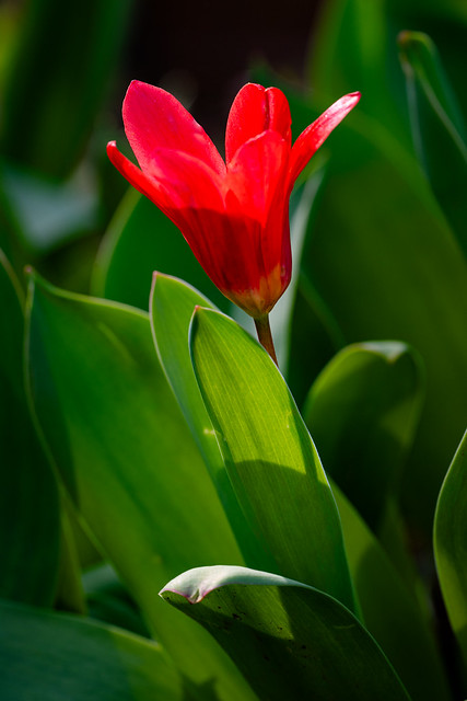 Red tulip in the sun