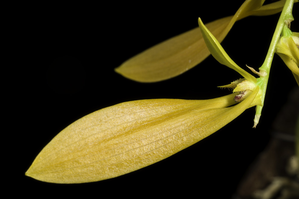 Bulbophyllum refractum 'Laos 2402' (Zoll.) Rchb.f. in Ann. Bot. Syst. 6: 259 (1861)