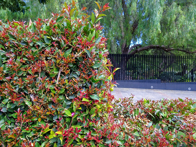 Right-Angled Hedge