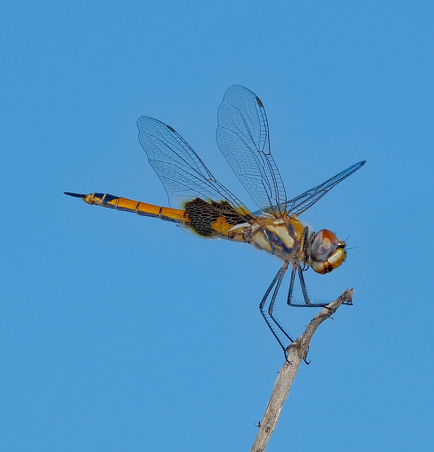 Dragonfly - Casuarina Coastal Reserve, Darwin Harbour, NT, Australia.1