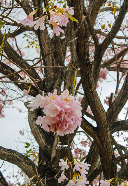 April Season of Poui Flower
