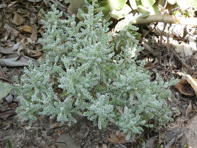 Cotton lavender, Santolina chamaecyparissus