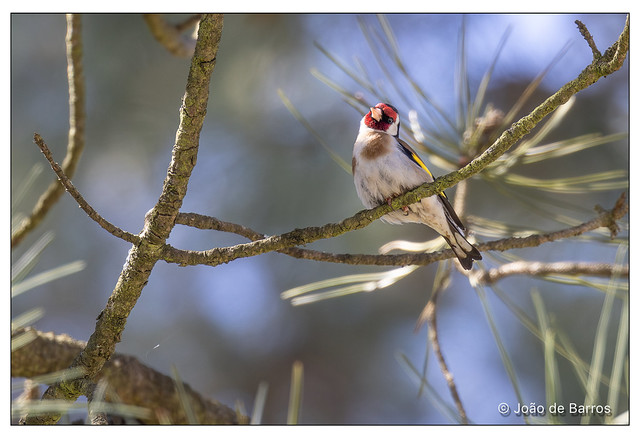 European goldfinch (Carduelis carduelis) - Pintassilgo