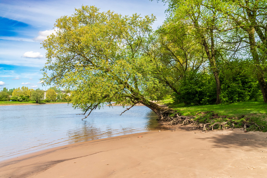 Het strandje, de rivier en de boom